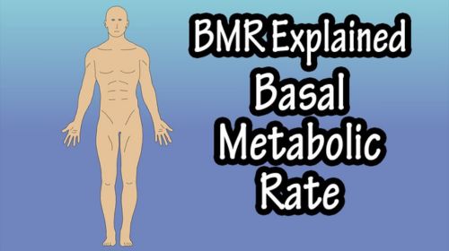 basal metabolic